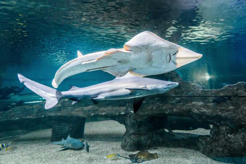 Almeria: Aquarium Costa De Almeria Entry Ticket