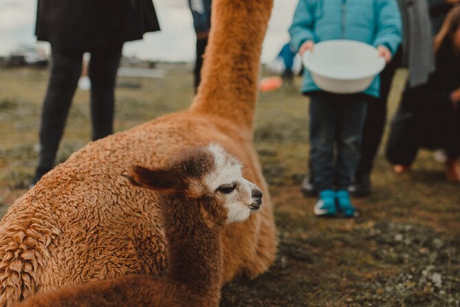 Alpaca Meet and Greet Experience in Tomingley
