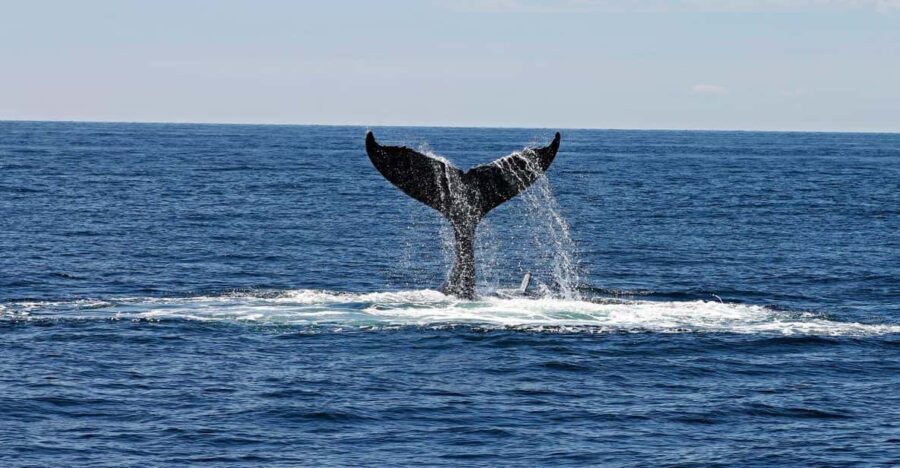 Alta Fjord: Private Whale Watching Tour