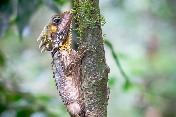 Amazing Daintree Rainforest Tour Waterfall Hike, Lunch, Swim & Crocodile Cruise