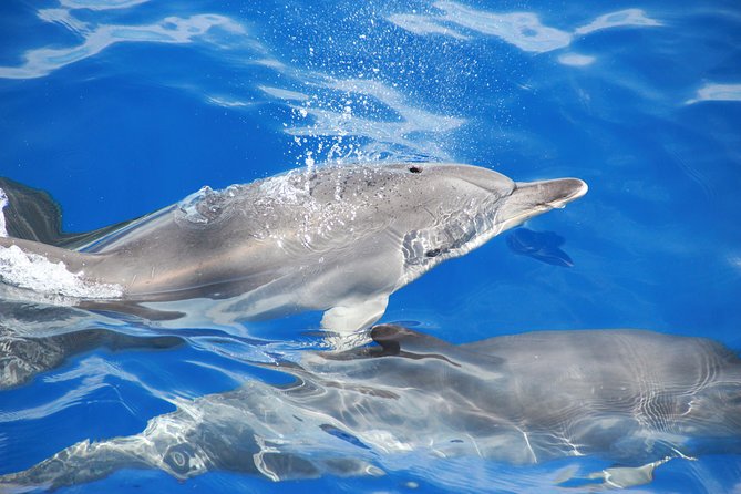 Amazing Skywalk, Wine Tasting & 4x4 Adventure + Dolphin Watching