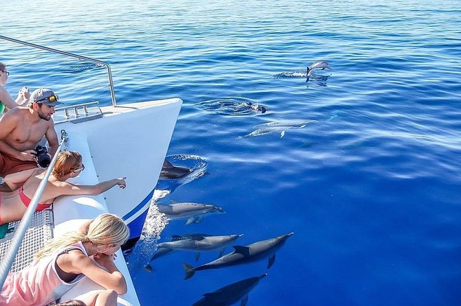Among Whales Dolphins and Volcanoes Full Day Tour With Lunch