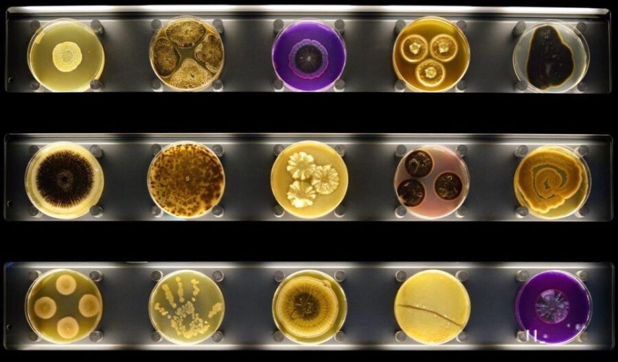Amsterdam: ARTIS-Micropia Microbe Museum Entry Ticket - Ticket Information and Pricing