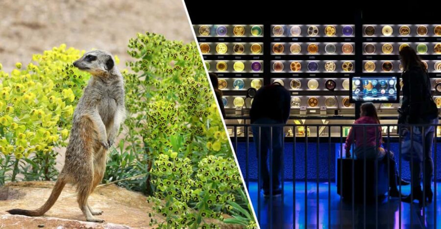 Amsterdam: Artis Royal Zoo & ARTIS-Micropia Combiticket