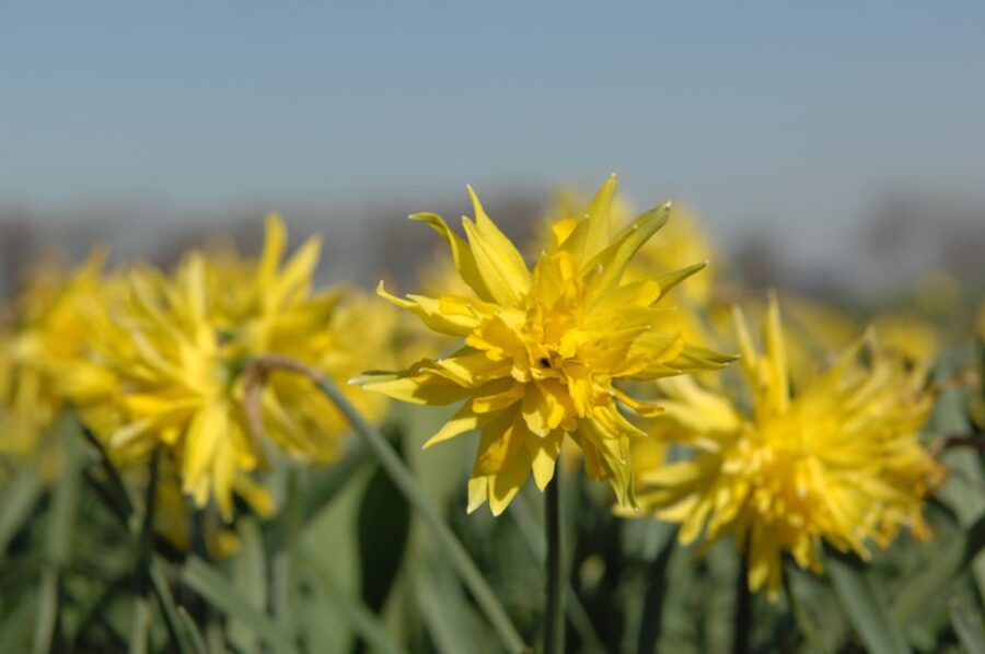 Amsterdam: Half-Day Flower Fields and Keukenhof Bicycle Tour - Tour Overview
