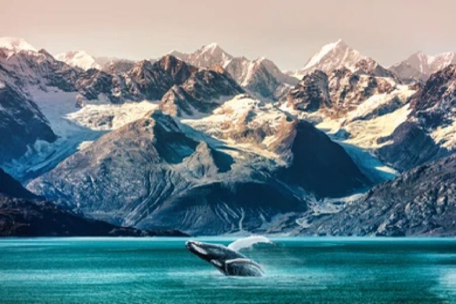 Anchorage: Kenai Fjords & Denali National Park 5 Day Tour - Tour Overview and Pricing