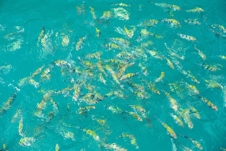 Ang Thong Full-Day Cruise With Sunset by the Red Baron Boat - Tour Overview and Pricing