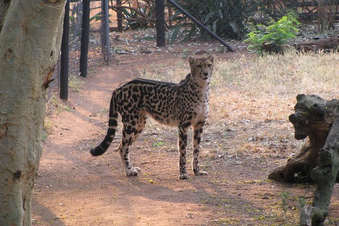 Ann Van Dyk Cheetah Centre Tour From Johannesburg or Pretoria