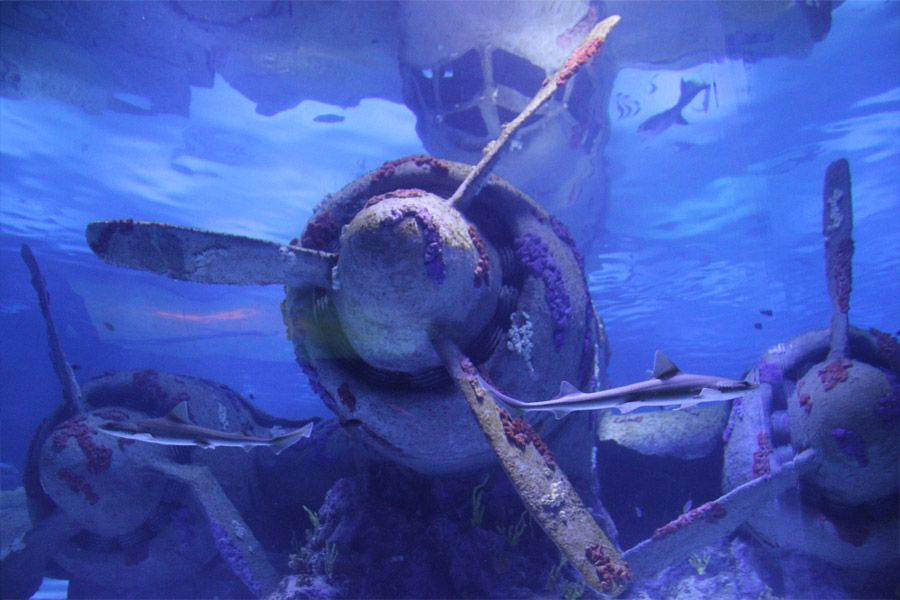 Antalya: Aquarium Entrance Ticket & Optional Transfer - Aquarium Exhibits and Attractions