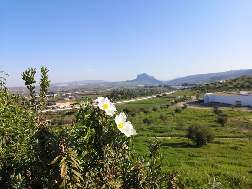 3 Best Tours In Antequera