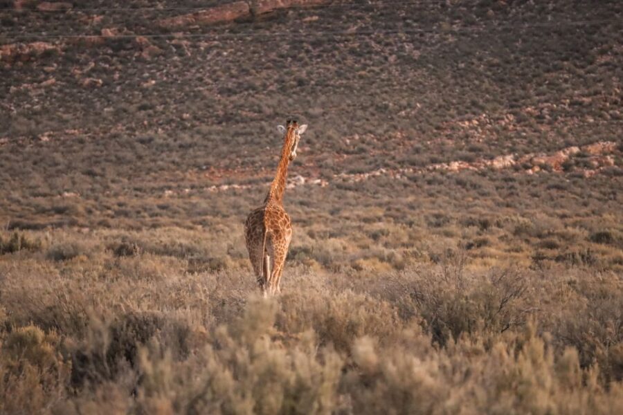 Aquila Private Game Reserve: Sunset Safari With Entry Fee - Inclusions and Exclusions