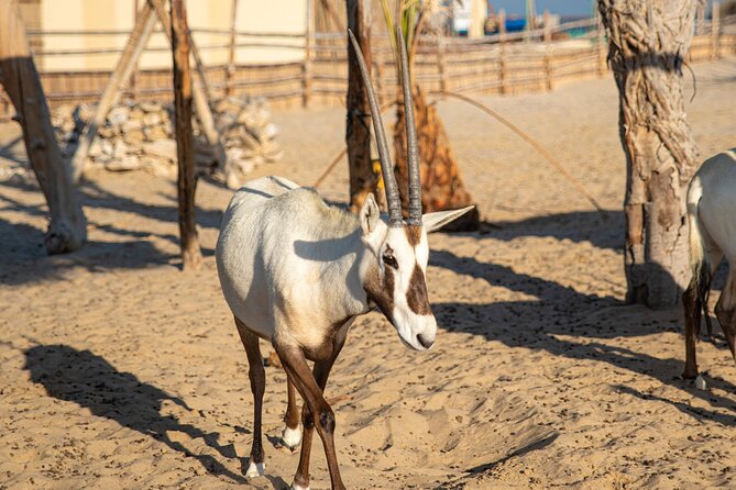 Arabian Sands Half-Day Adventure in Qatar - Overview of the Adventure