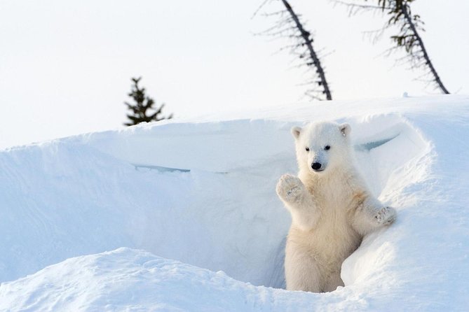 Arctic Animal Day Trip With Husky Farm, Reindeer Farm and Wildlife Park Visit - Tour Overview