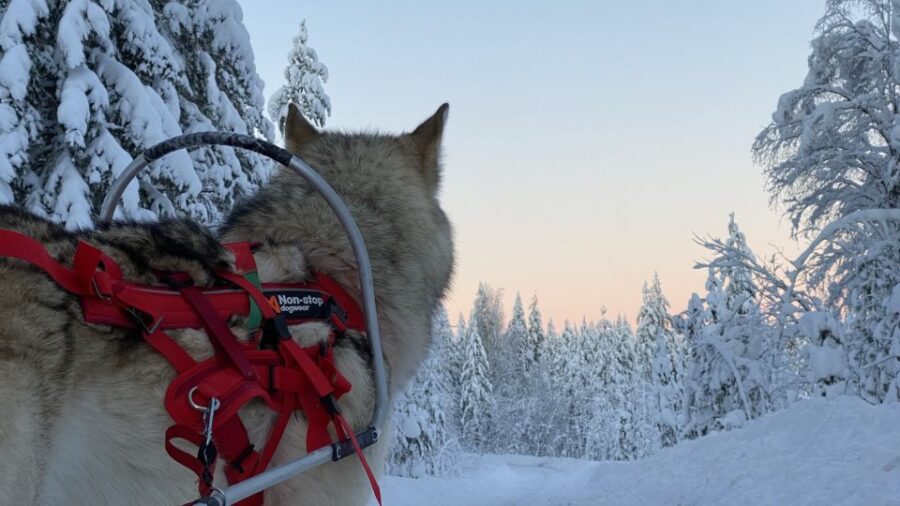 Arctic Wolf Extreme – Private Tour
