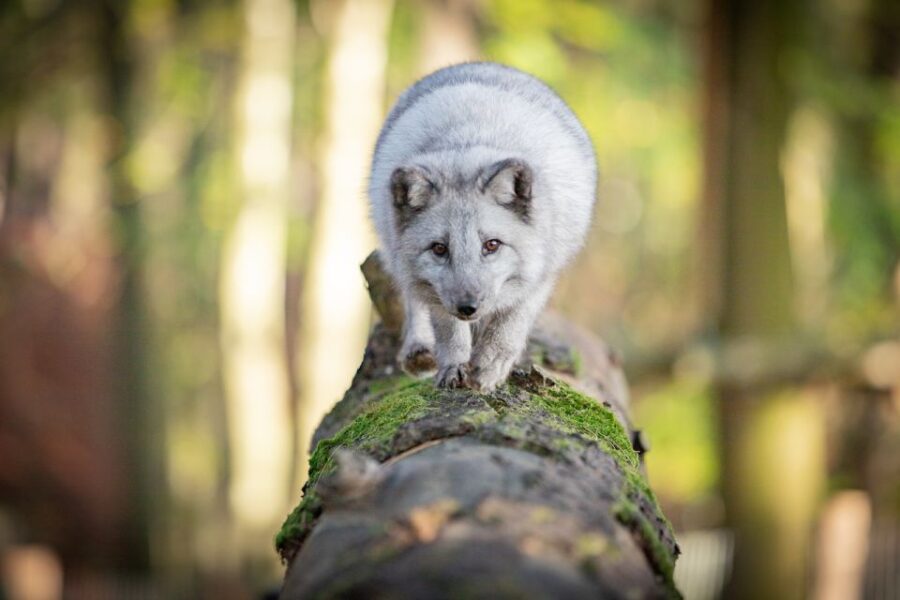 Ardennes: Caves of Han & Wildlife Park Bundle Entry Ticket - Ticket Pricing and Booking