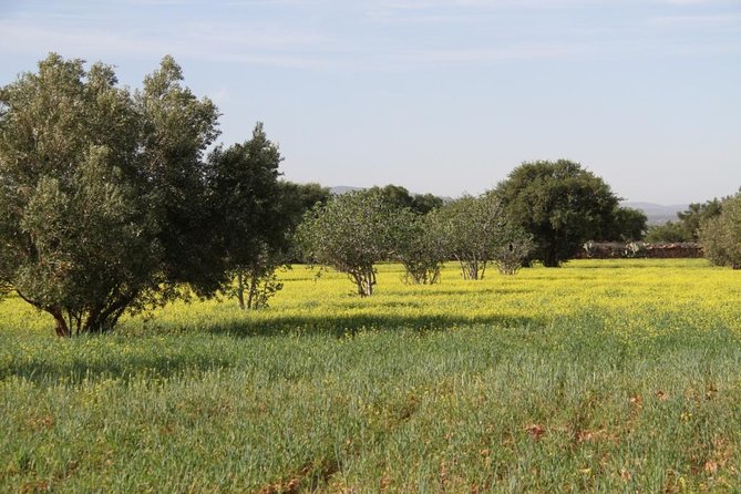 Argan Forest, Tea Time at a Berbers Family & Visit of an Argan Cooperative.