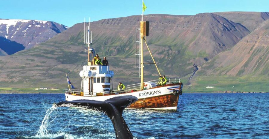 Árskógssandur: Whale-Watching Boat Trip
