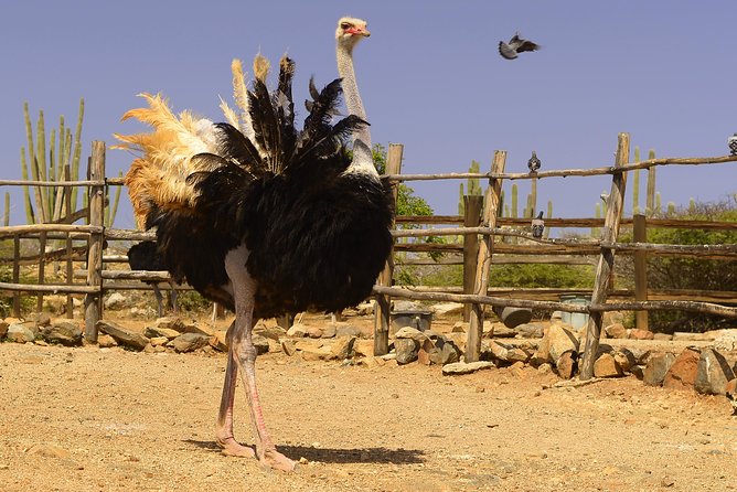 Aruba Ostrich Farm Tour With Lunch