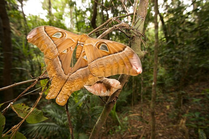 Atherton Tablelands Rain Forest by Night From Cairns - Discover Native Australian Species