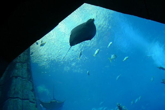 Atlantis Lost-Chamber Aquarium Dubai