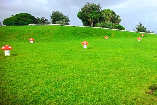 Auckland Best Spots + Piha Beach and Rainforest Day Tour - Inclusions