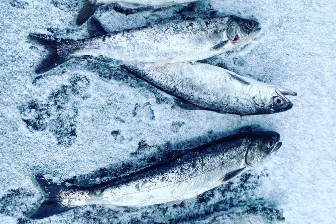 Aurora Ice - Ice Fishing & Salmon Dinner Tour