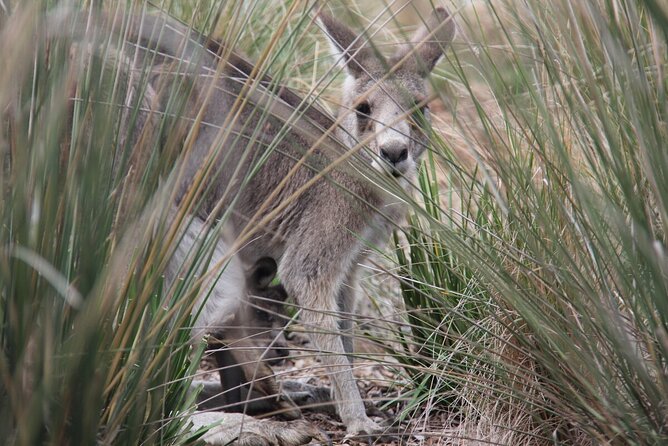 Australian Experience at Werribee Open Range Zoo - Excl. Entry - Guided Tour Overview
