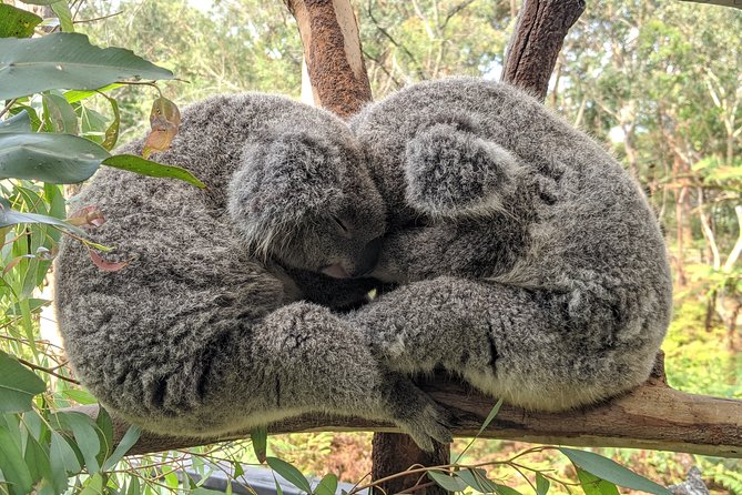 Australian Waterfalls With Koalas Kangaroos and Scenic Train Ride