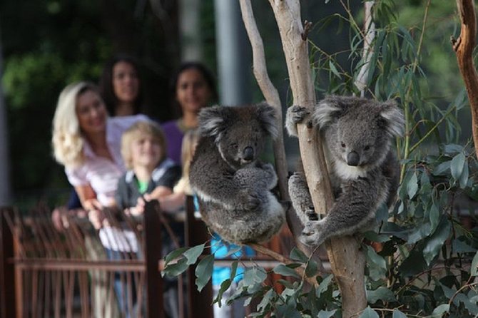 Australian Wildlife Tour at Melbourne Zoo Ticket - Excl. Entry - Booking Information