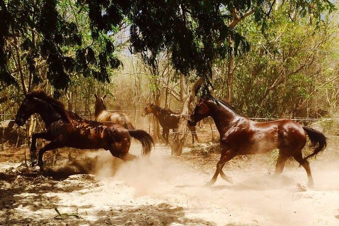 Award-winning Private Classic Horseback Ride