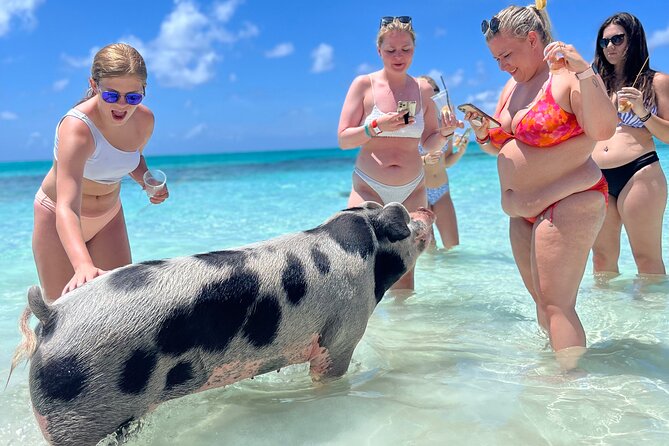 Bahamas Swimming Pigs Experience on Rose Island