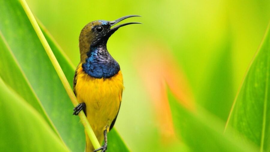 Bali: Bird Watching Tour in Ubud Countryside With Transfer - Tour Overview and Pricing