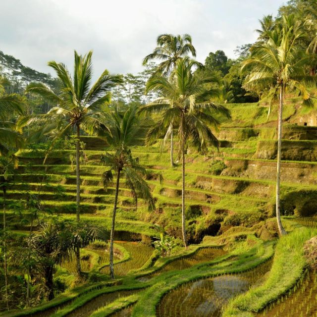Bali Bliss: Dolphin Lovina Private Expedition
