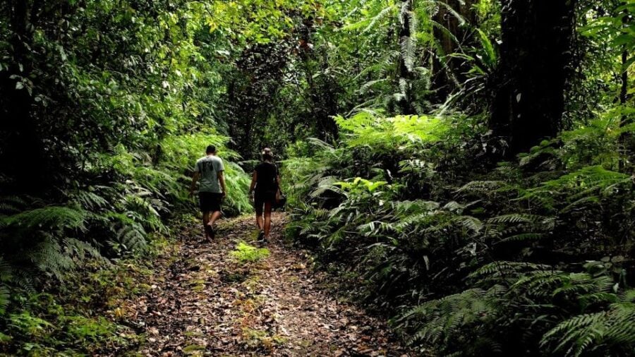 Bali: Half-Day Bayad Eco Hike