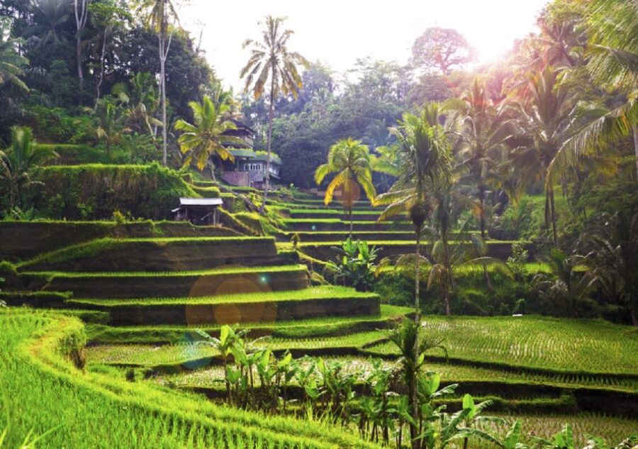 Bali: Private Car Charter With Driver