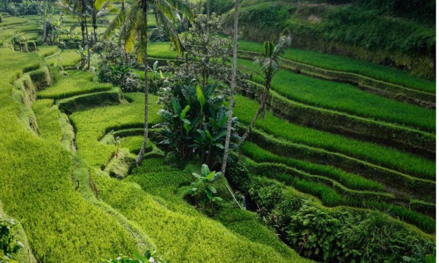 Bali: Secret Garden, Ulun Danu Temple and Waterfall Tour