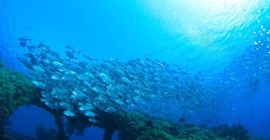 Bali: Tulamben USAT Liberty Wreck Scuba Diving