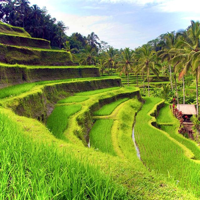 Bali: Ubud Highlights Private Tour With All Entrance Tickets