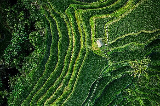 Bali: Ubud Highlights Tour With Private Guide and Transfers