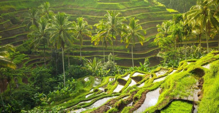 Bali: White Water Rafting Adventure and Ubud Tour
