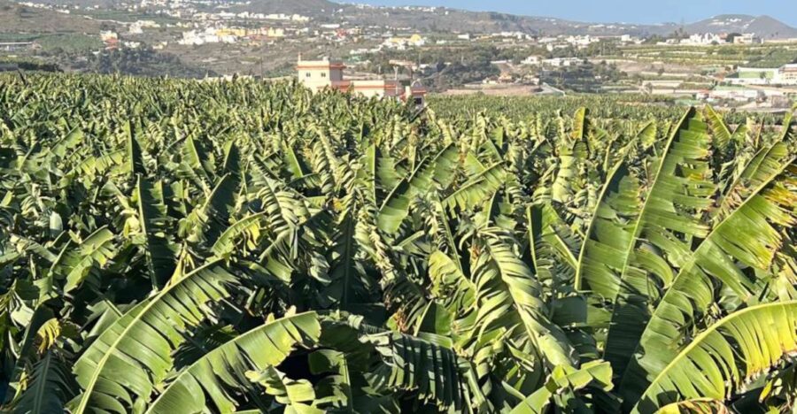 Banana, Wines & Rum Taste - Premium Tour in Gran Canaria - Tour Details