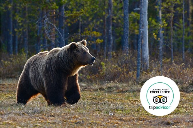 Banff Highlights & Wildlife | Award-Winning Small Group Adventure - Wildlife Viewing Opportunities