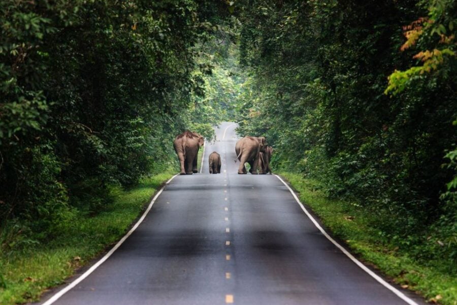 Bangkok: Khao Yai National Park With Horseback Ride Day Trip - Trip Overview and Pricing