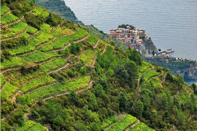 BarCa Winery Cinque Terre Trekking & Wine Tasting & Pesto Class