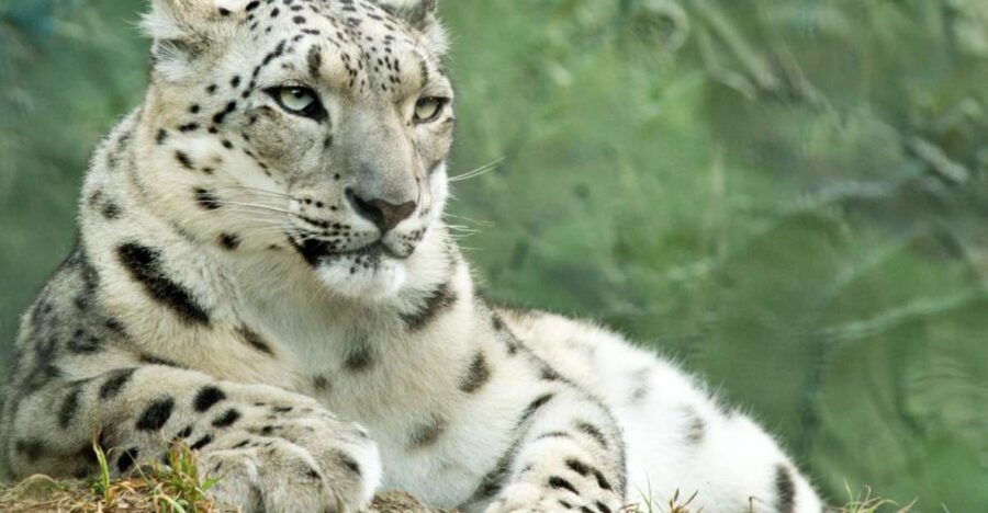 Batemans Bay: Mogo Wildlife Park Entry Ticket