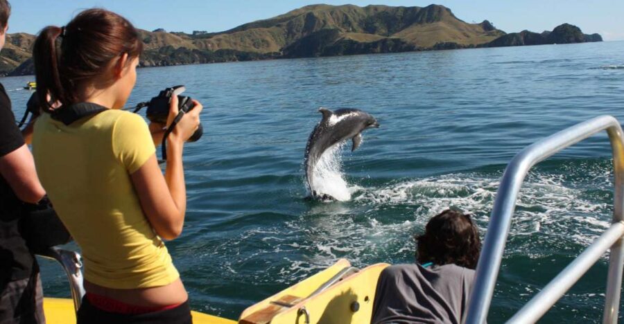 Bay of Islands: Bay Discovery Cruise With Island Stop-Over
