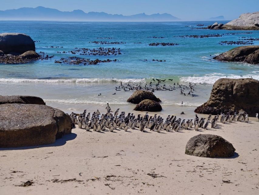 Beach Day at Boulders Beach & Penguin Watching, Half Day