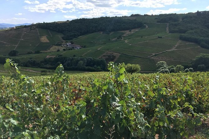 Beaujolais Wine Tasting Day Tour From Lyon