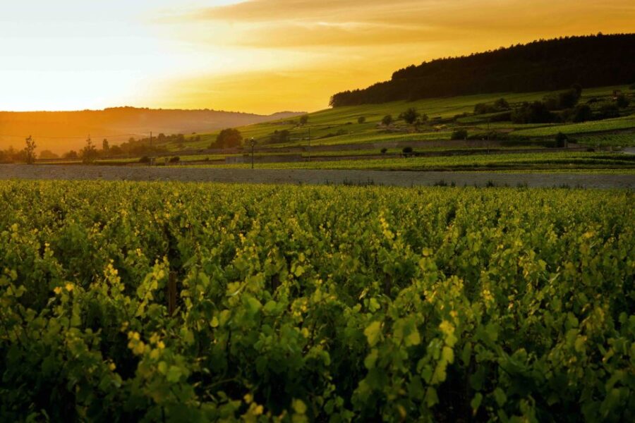 Beaune: Wine Tasting at Château De Pommard - Details of the Experience