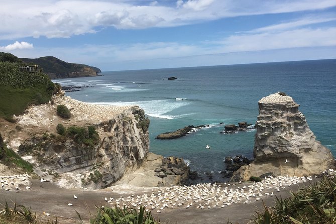 Beautiful Nature Tours Auckland – Private Tour